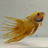 betta splendens man