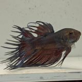 betta splendens man