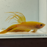betta splendens man