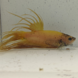 betta splendens man
