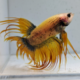 betta splendens man
