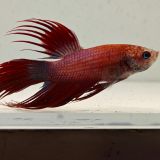 betta splendens man