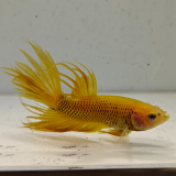 betta splendens man