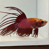 betta splendens man