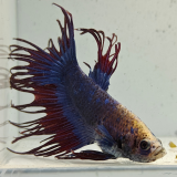 betta splendens man