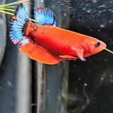 Betta splendens (vrouw) Hellboy