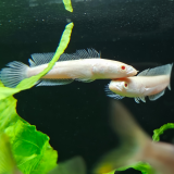 channa striata albino