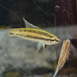 Parosphromenus sumatranus