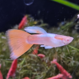 Lebistes reticulatus (man) sky red