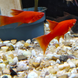 xiphophorus helleri red eye