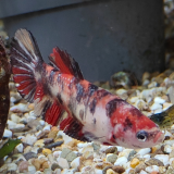 Betta splendens (vrouw) nemo copper