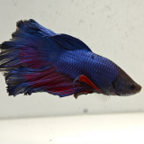 betta splendens man