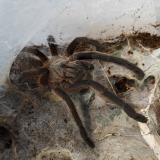 Harpactira pulchripes