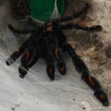 Psalmopoeus irminia