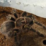 Grammastola pulchripes