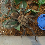 Thrixopelma pruriens