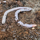 wormsalamander