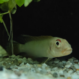 Nanochromis teugelsi bandundu