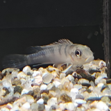 Nanochromis splendens kinganaga