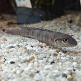 Lamprologus tigripictillis
