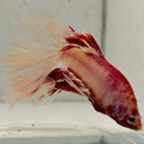 betta splendens man