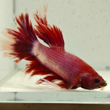 betta splendens man