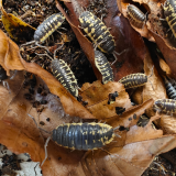Porcellio ornatus (yellow)