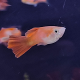Lebistes reticulatus (man) rood/blond
