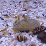 Caridina Japonica