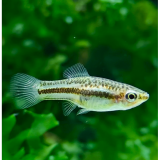 Xiphophorus nigrensis