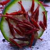Neocaridina heteropoda sakura