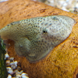 Beaufortia kweichowensis