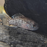 Elassoma evergladei
