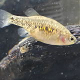 Xenotoca variegatus "jesus maria"