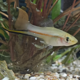 Xiphophorus kalmanni