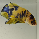 betta splendens man