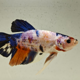 betta splendens man