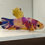 betta splendens man