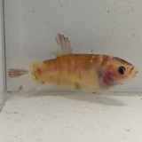 betta splendens (vrouw) giant