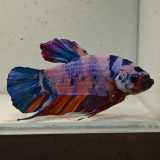 betta splendens man