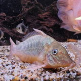 Brochis multiradiatus