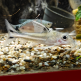 tenellus trimaculatus