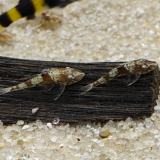 Parotocinclus sp. 3