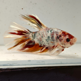 betta splendens man