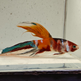 betta splendens man