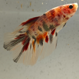 betta splendens man