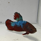 betta splendens man