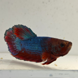 betta splendens man