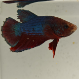 betta splendens man