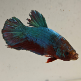betta splendens man